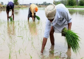 Hybrid rice debate deepens as farmers, industry leaders and former ICAR scientist voice concerns over Punjab ban